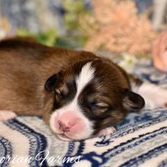 Birch - Sable male Pembroke Welsh Corgi puppy in East Canton, Ohio from Victorian Farms