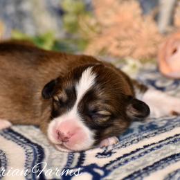 Birch - Sable male Pembroke Welsh Corgi puppy in East Canton, Ohio from Victorian Farms