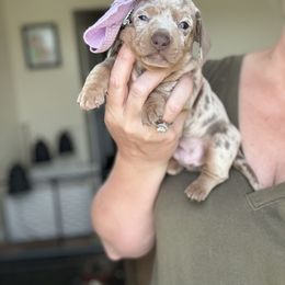 Sterling - Dapple female Dachshund puppy in Marion, Ohio from Doodles & Doxies