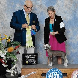 Wicked - Chinese Crested
