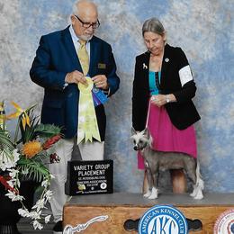Wicked - Chinese Crested