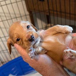 Male 1 - Fawn (Isabella) male Dachshund puppy in Laurel, Mississippi from BB's Dotsies