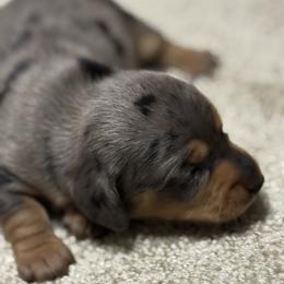 Billy - Dapple male Dachshund puppy in Hardy, Arkansas from Tracy's Dachshunds