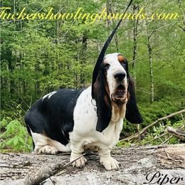 Piper - Basset Hound