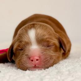 Girl 1 - Red female Cavapoo puppy in Pentwater, Michigan from Dumaw Creeks Pups