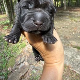 Gomez - Black male Chinese Shar-Pei puppy in Statesville, North Carolina from Red Clay's Chinese Shar-pei