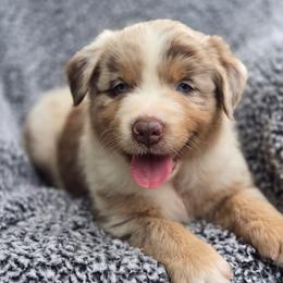 Lake - Red merle male Australian Shepherd puppy in New Tazewell, Tennessee from D&D Australian Shepherds