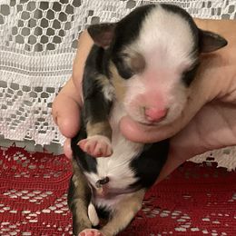 Girl 4 - Black Miniature Australian Shepherd puppy in Freeport, Texas from J&L Ranch Aussies