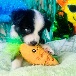 Pierce - Black tri male Miniature Australian Shepherd puppy in Wauchula, Florida from Sun & Moon Aussies