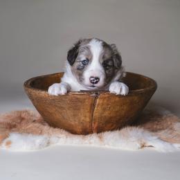 Uno - White and blue merle male Border Collie puppy in Fresno, California from Alpine Tails