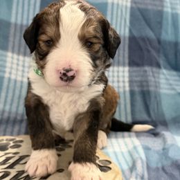 Gemini - Brown and white female Bernedoodle puppy in Phelan, California from PuppyPaws4U
