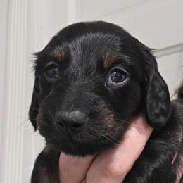 Ellie's black and tan longhair girl - Black and tan female Dachshund puppy in Declo, Idaho from Dozendachs