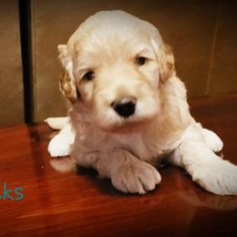 Aussiedoodle Puppies from Color Country Doodles