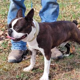 Oliver - Boston Terrier