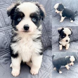 Black tri male - Black tri male Toy Australian Shepherd puppy in Brooker, Florida from Honey, I Shrunk the Aussies