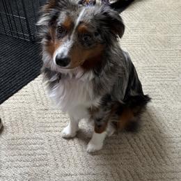 Australian Shepherd, Miniature American Shepherd, and Miniature Australian Shepherd All Grown Up from Spirited Aussies