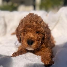 Kade Grey - Red  male Goldendoodle puppy in Shingle Springs, California from Creamy Retrievers