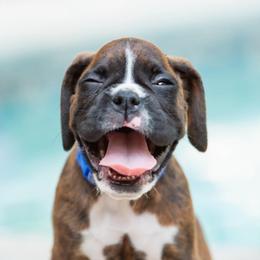 Haymitch Abernathy (Mitch) - Brindle male Boxer puppy in Georgia from Stephanie’s Boxers