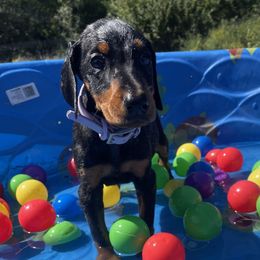 Era - Black and rust female Doberman Pinscher puppy in Blanchester, Ohio from Battle Creek Dobermans