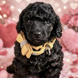 Yellow - Phantom female Poodle puppy in Simms, Texas from Donna’s Aussies & Pink Heart Poodles