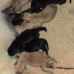 Yellow Male - Yellow male Labrador Retriever puppy in Andrews, South Carolina from Leyland Cypress Retrievers