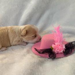 Luna - Cream female Chihuahua puppy in Seneca, Missouri from Stephanie’s Puppy Colony