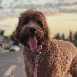Lexi - Australian Labradoodle