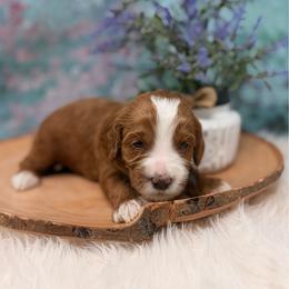 Molly Pitcher - Red female Australian Labradoodle puppy in Brush Prairie, Washington from Fancy Pants Labradoodles