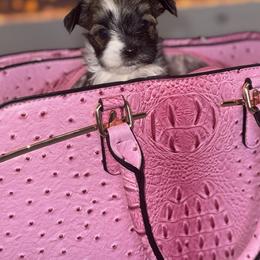 Morkie Puppies from Pink Purse Designer Breeds