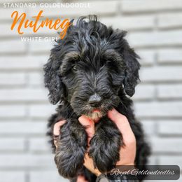 Nutmeg - Black Goldendoodle puppy in El Campo, Texas from Royal Goldendoodles