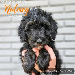 Nutmeg - Black Goldendoodle puppy in El Campo, Texas from Royal Goldendoodles