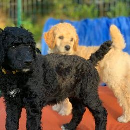 Poodle Puppies from Forest City Standards
