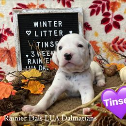 Girl 8 - White and black female Dalmatian puppy in Joshua, Texas from Rainier DALS LUA Dalmatians