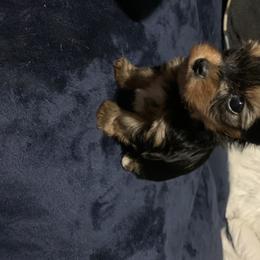 Yorkshire Terrier Puppies from Coffeycup Yorkies