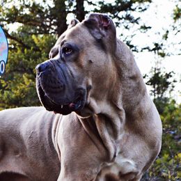 Tallahassee - Cane Corso