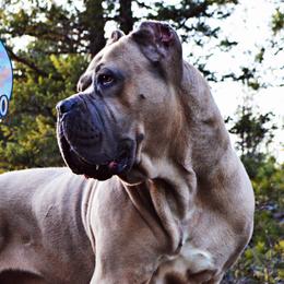 Tallahassee - Cane Corso