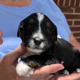Fern - Tri-color female Bernedoodle puppy in Ferguson, North Carolina from Elevated Standards NC