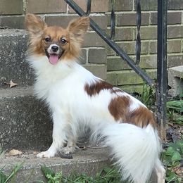 Mocha - Papillon