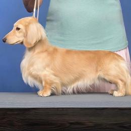Kenji - Dachshund