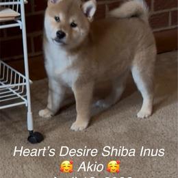 Akio (means bright man) - Red male Shiba Inu puppy in Derby, Kansas from Heart’s Desire Shiba Inus