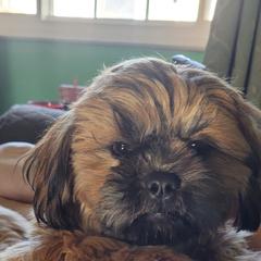 Shichon All Grown Up from Shichon Teddybear  puppies of Miss