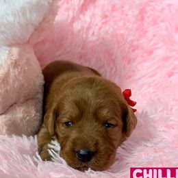 Chilli - Red female Labradoodle puppy in Beecher, Illinois from Erica’s Doodles