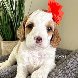 Kyoto - Blenheim Cavapoo puppy in Pleasant Grove, Utah from Destination Doodles