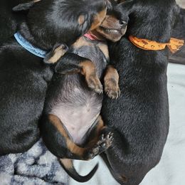 Girl 1 - Black and tan Manchester Terrier puppy in Washington from Spirit Kennels