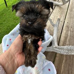 Atlas - Black and tan male Yorkshire Terrier puppy in Tulsa, Oklahoma from Yorker Puppy Palace