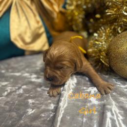 Cabana - Red  female Goldendoodle puppy in Rockville, Minnesota from Bracha Poodles & Doodles