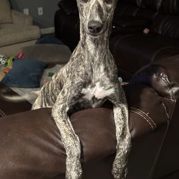 Poodle and Whippet All Grown Up from Charleston Reds Standard Poodles and Whippets