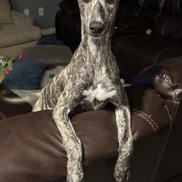 Poodle and Whippet All Grown Up from Charleston Reds Standard Poodles and Whippets