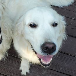 Dakota - Golden Retriever