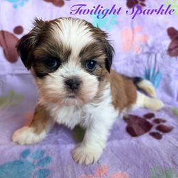 Twilight sparkle - Black gold and white female Shih Tzu puppy in Hemet, California from Aloha Shih Tzu